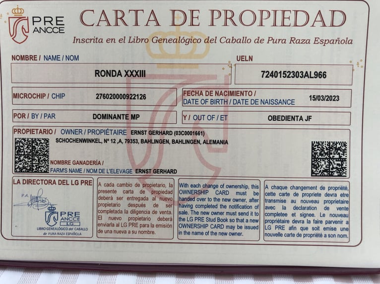 PRE Croisé Étalon 2 Ans 164 cm Bai in Bahlingen am KaiserstuhlBahlingen