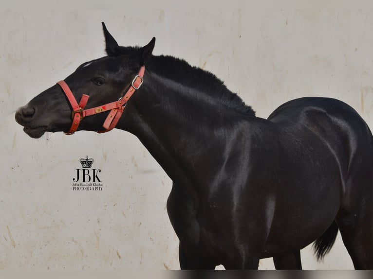 PRE Étalon 2 Ans 164 cm Gris noir in Tabernas Almería