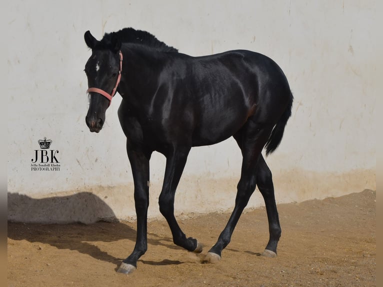 PRE Étalon 2 Ans 164 cm Gris noir in Tabernas Almería