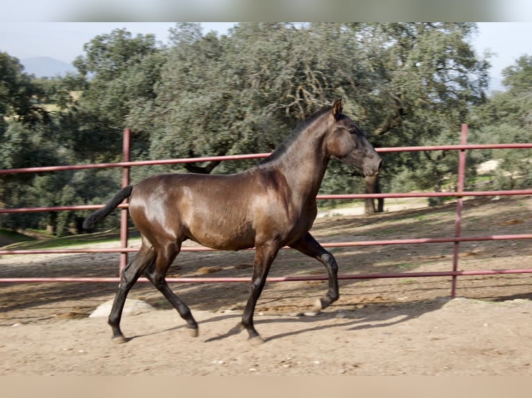 PRE Croisé Étalon 2 Ans 164 cm Noir in Galaroza (Huelva)