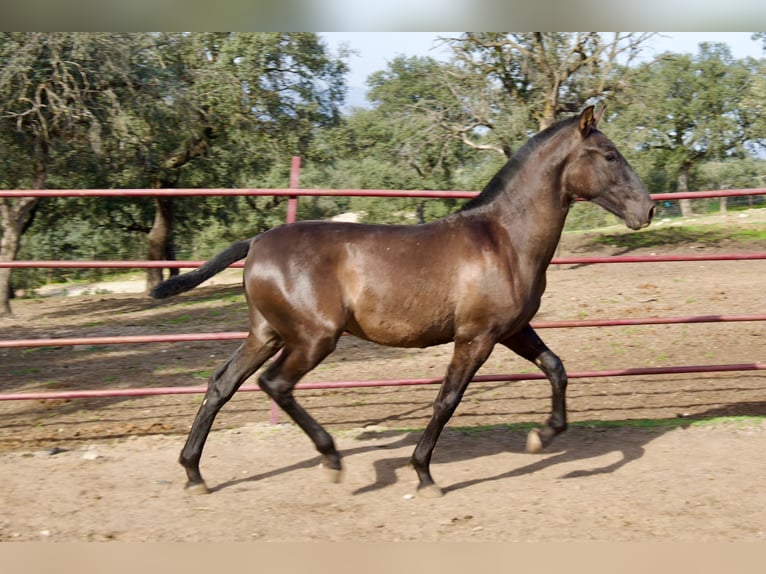 PRE Croisé Étalon 2 Ans 164 cm Noir in Galaroza (Huelva)