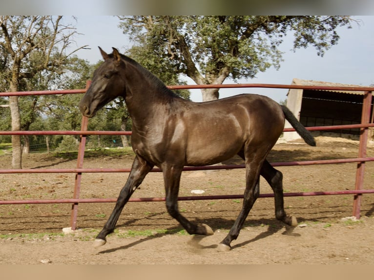 PRE Croisé Étalon 2 Ans 164 cm Noir in Galaroza (Huelva)