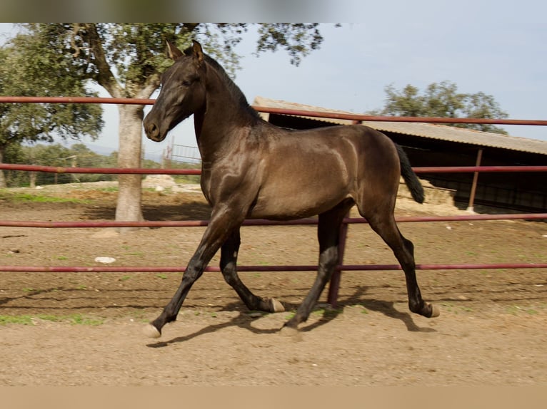 PRE Croisé Étalon 2 Ans 164 cm Noir in Galaroza (Huelva)