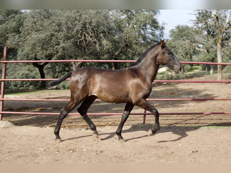 PRE Croisé Étalon 2 Ans 164 cm Noir in Galaroza (Huelva)