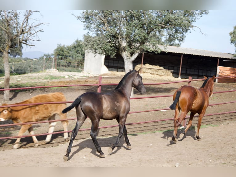 PRE Croisé Étalon 2 Ans 164 cm Noir in Galaroza (Huelva)