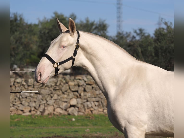 PRE Croisé Étalon 2 Ans 164 cm Perlino in Navas Del Madroño