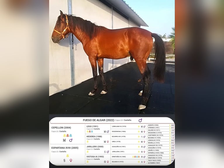 PRE Étalon 2 Ans 165 cm Bai in Jerez De La Frontera