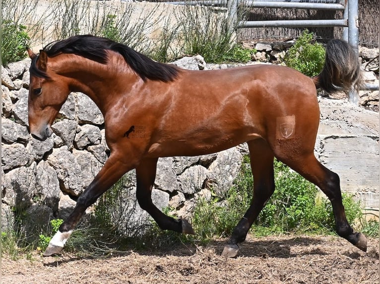 PRE Croisé Étalon 2 Ans 165 cm Bai in Mallorca