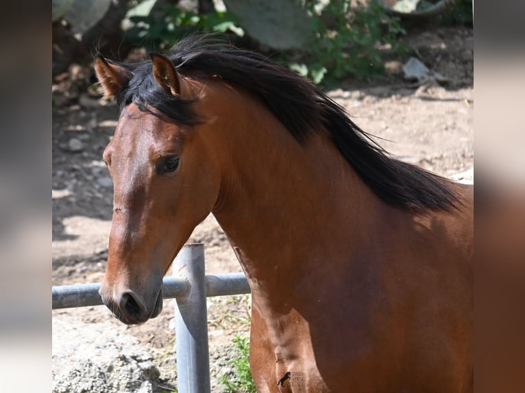 PRE Croisé Étalon 2 Ans 165 cm Bai in Mallorca