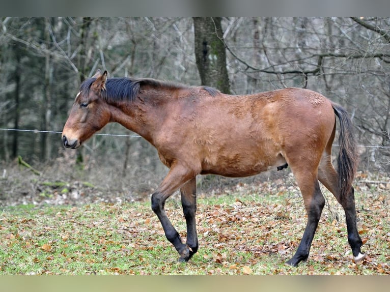 PRE Étalon 2 Ans 165 cm Bai in Waldh&#xF6;lzbach