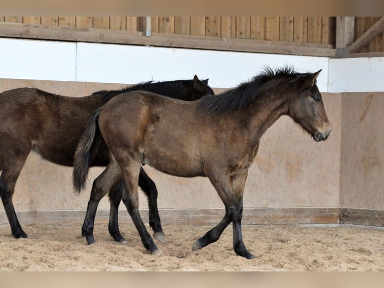 PRE Étalon 2 Ans 165 cm Bai in Waldh&#xF6;lzbach