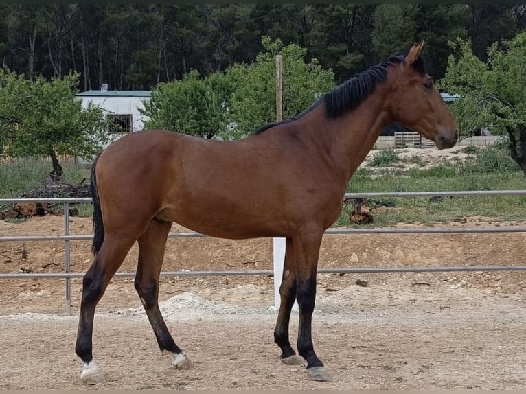 PRE Étalon 2 Ans 165 cm Bai in Baza