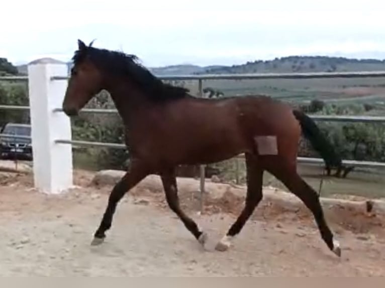 PRE Étalon 2 Ans 165 cm Bai in Baza