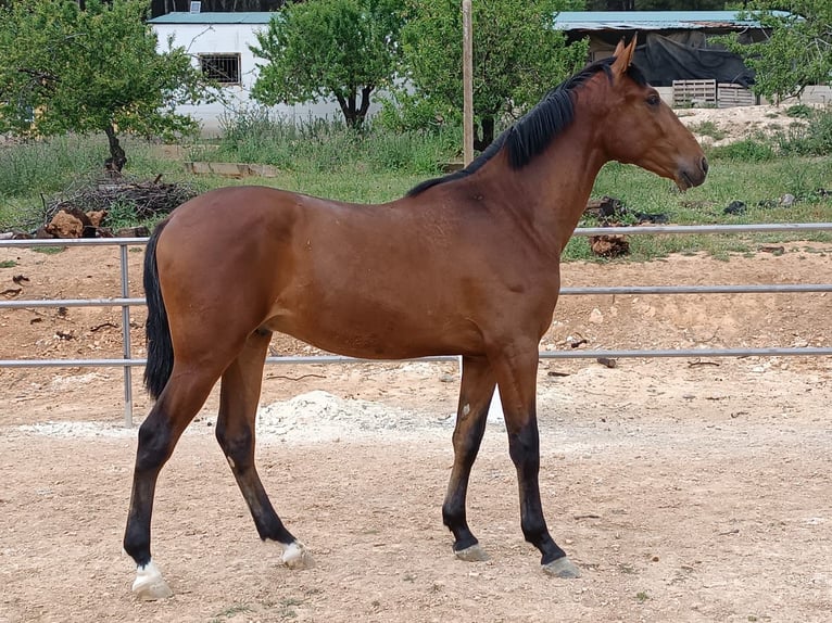 PRE Étalon 2 Ans 165 cm Bai in Baza