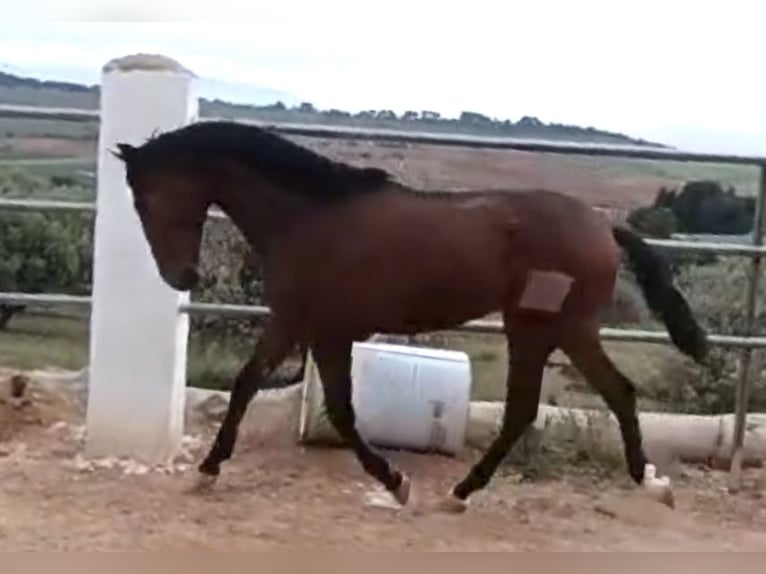 PRE Étalon 2 Ans 165 cm Bai in Baza