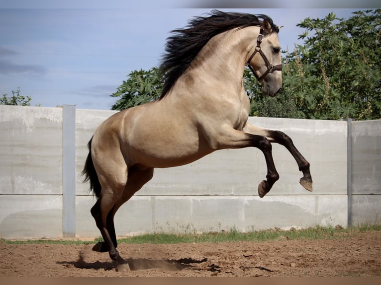 PRE Croisé Étalon 2 Ans 165 cm Buckskin in Valencia