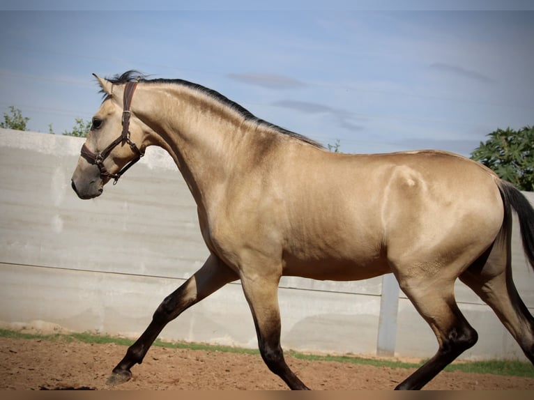 PRE Croisé Étalon 2 Ans 165 cm Buckskin in Valencia