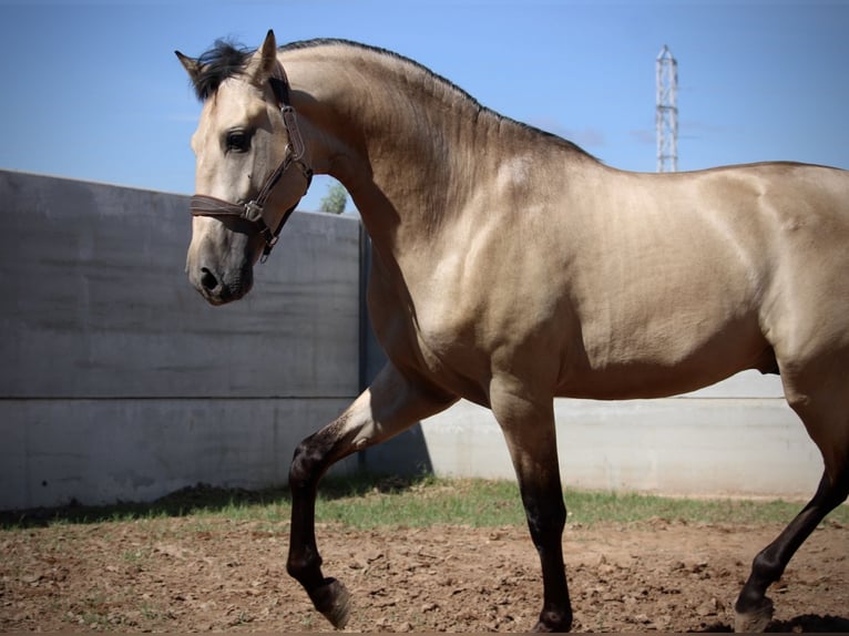 PRE Croisé Étalon 2 Ans 165 cm Buckskin in Valencia