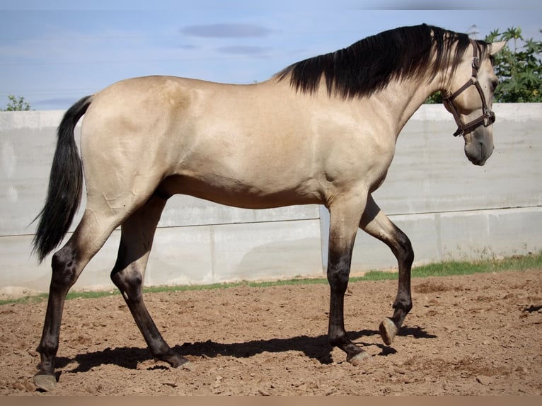 PRE Croisé Étalon 2 Ans 165 cm Buckskin in Valencia