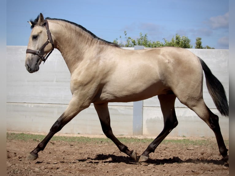 PRE Croisé Étalon 2 Ans 165 cm Buckskin in Valencia