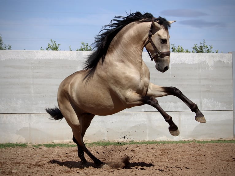 PRE Croisé Étalon 2 Ans 165 cm Buckskin in Valencia