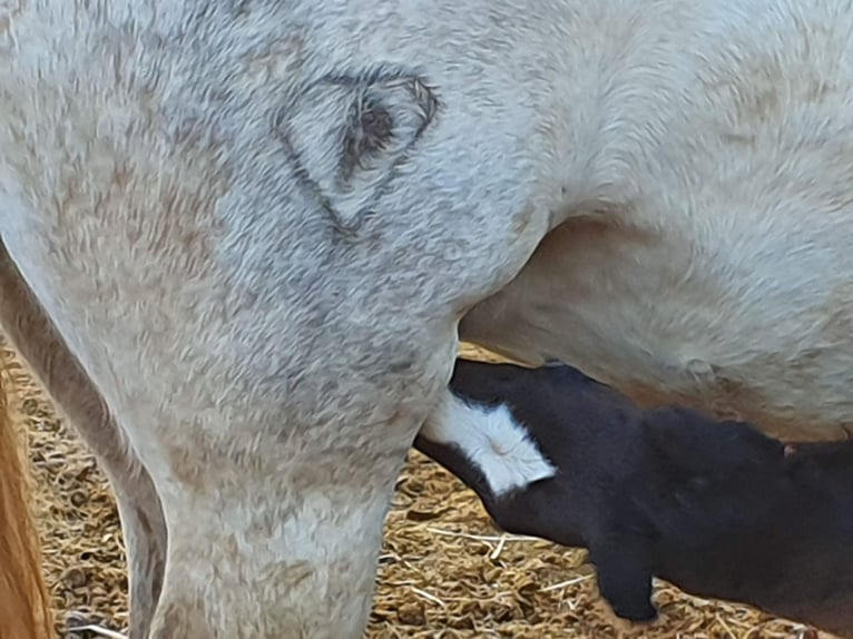 PRE Croisé Étalon 2 Ans 165 cm Gris in Sagunt/Sagunto
