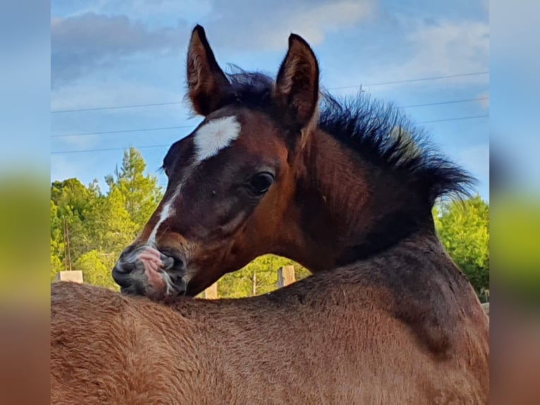 PRE Croisé Étalon 2 Ans 165 cm Gris in Sagunt/Sagunto