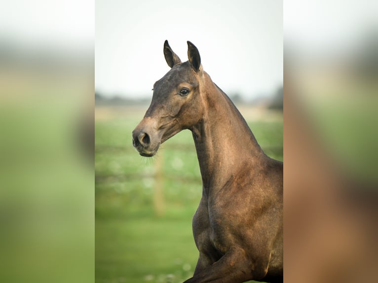 PRE Étalon 2 Ans 165 cm Gris in Alveringem