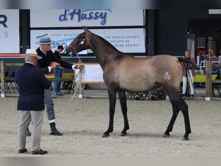 PRE Étalon 2 Ans 165 cm Gris in Alveringem