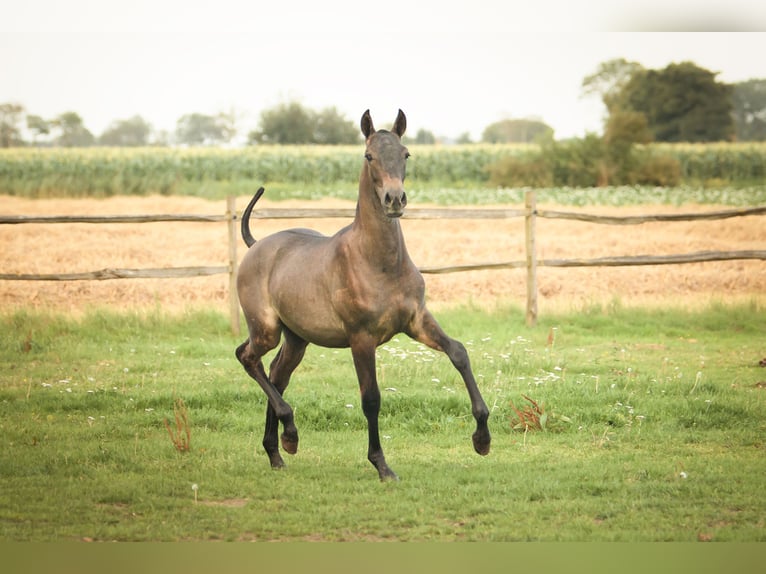 PRE Étalon 2 Ans 165 cm Gris in Alveringem