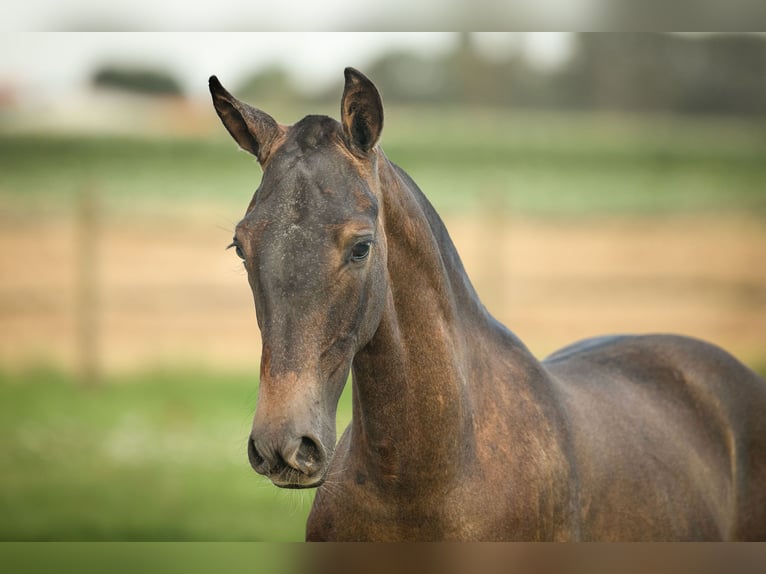 PRE Étalon 2 Ans 165 cm Gris in Alveringem