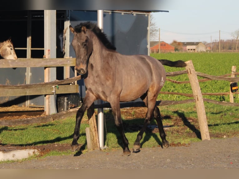 PRE Étalon 2 Ans 165 cm Gris in Alveringem