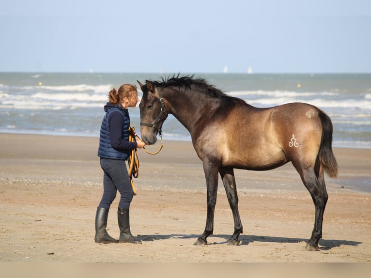 PRE Étalon 2 Ans 165 cm Gris in Alveringem