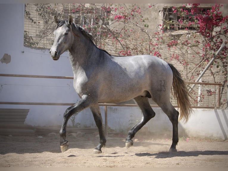 PRE Croisé Étalon 2 Ans 165 cm Gris in Valencia