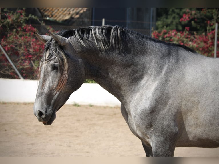 PRE Croisé Étalon 2 Ans 165 cm Gris in Valencia