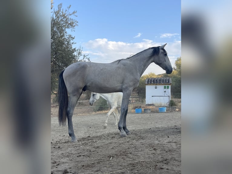 PRE Étalon 2 Ans 165 cm Gris in Coín, Malaga