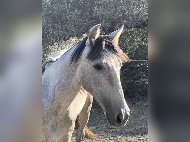 PRE Étalon 2 Ans 165 cm Gris in Coín, Malaga