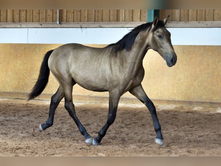 PRE Croisé Étalon 2 Ans 165 cm Isabelle in Waldhölzbach