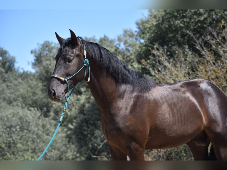 PRE Étalon 2 Ans 165 cm Noir in El Real De La Jara