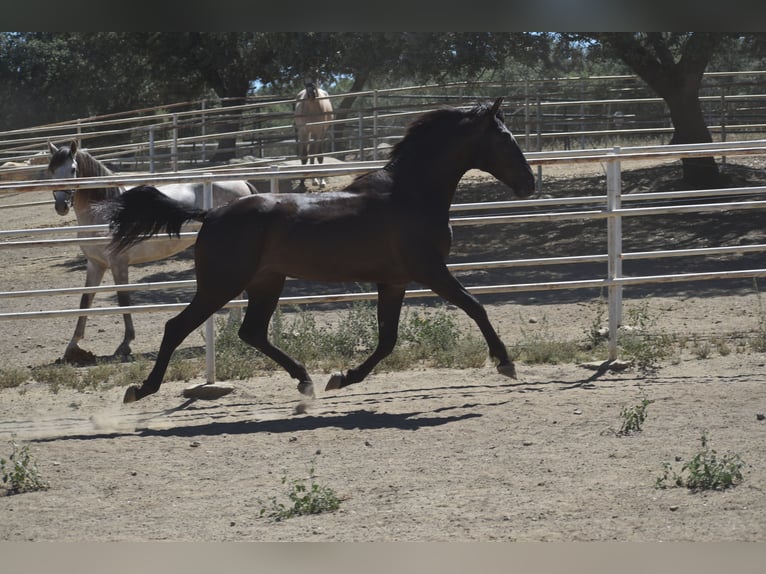 PRE Étalon 2 Ans 165 cm Noir in El Real De La Jara