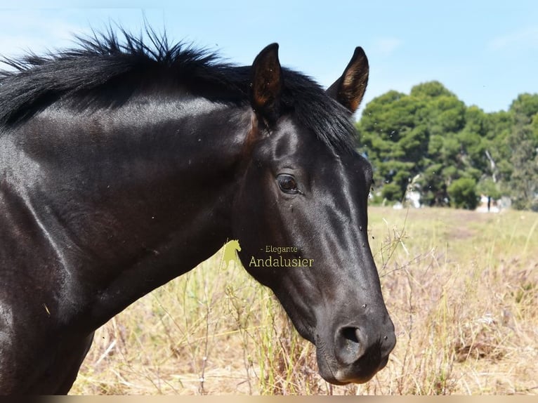 PRE Étalon 2 Ans 165 cm Noir in Provinz Malaga