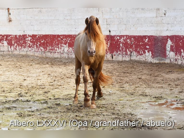 PRE Étalon 2 Ans 165 cm Noir in Provinz Malaga