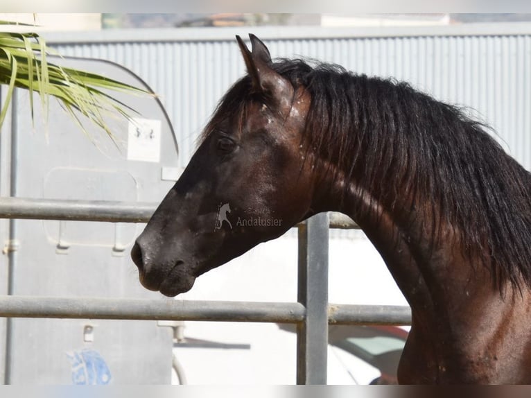 PRE Étalon 2 Ans 165 cm Noir in Provinz Malaga
