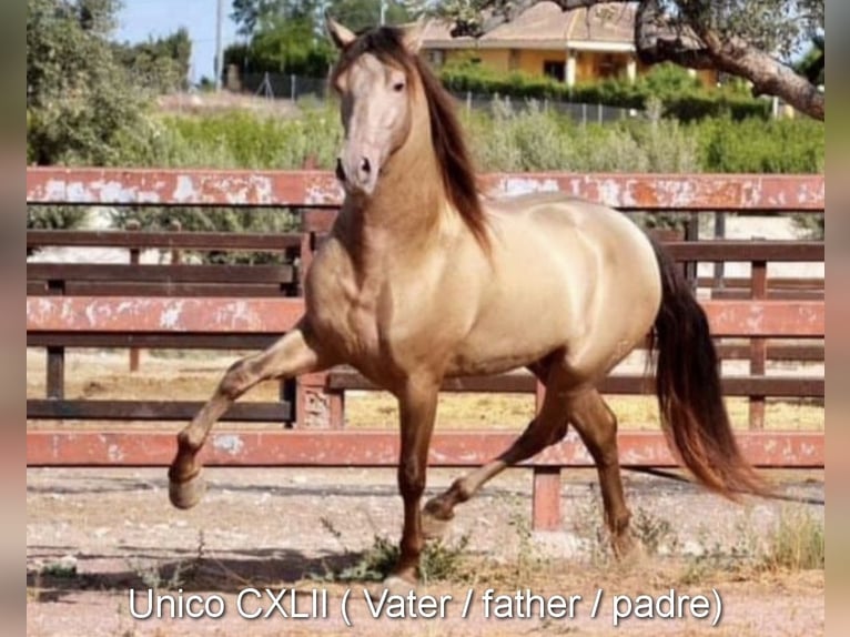 PRE Étalon 2 Ans 165 cm Noir in Provinz Malaga