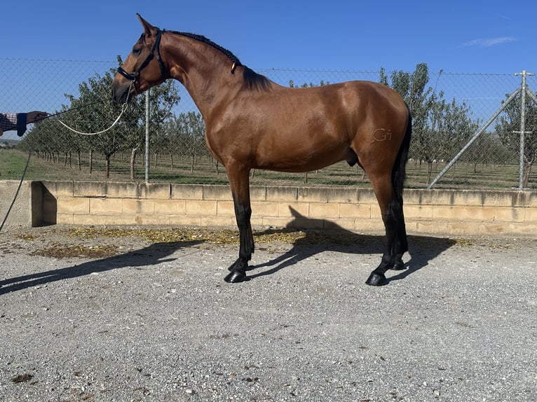 PRE Étalon 2 Ans 166 cm Bai in Valderrubio