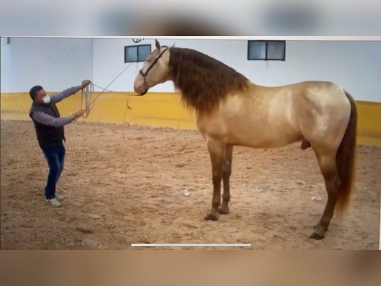 PRE Croisé Étalon 2 Ans 166 cm Bai in Valderrubio