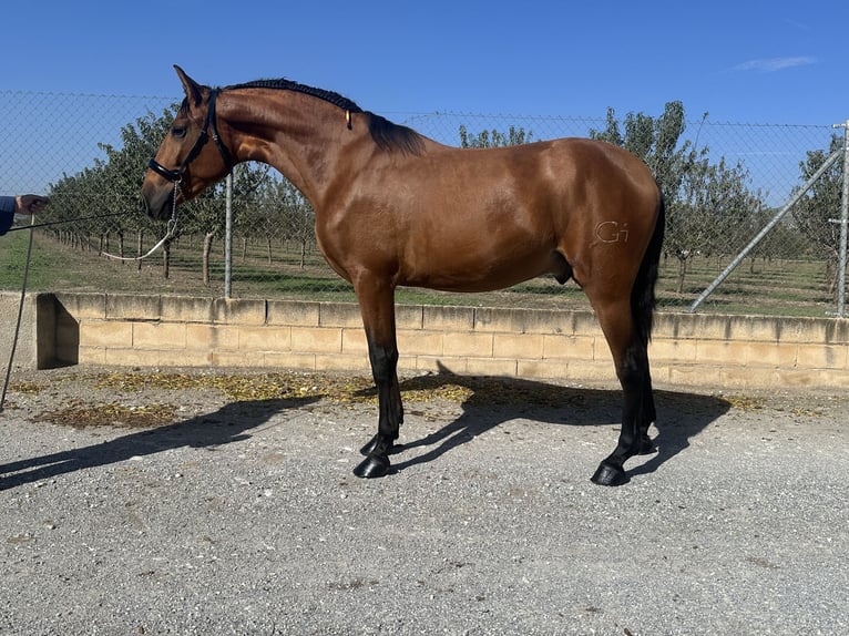 PRE Croisé Étalon 2 Ans 166 cm Bai in Valderrubio