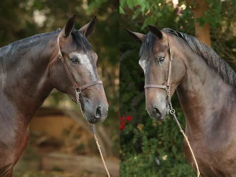 PRE Croisé Étalon 2 Ans 166 cm Gris in Navas Del Madroño