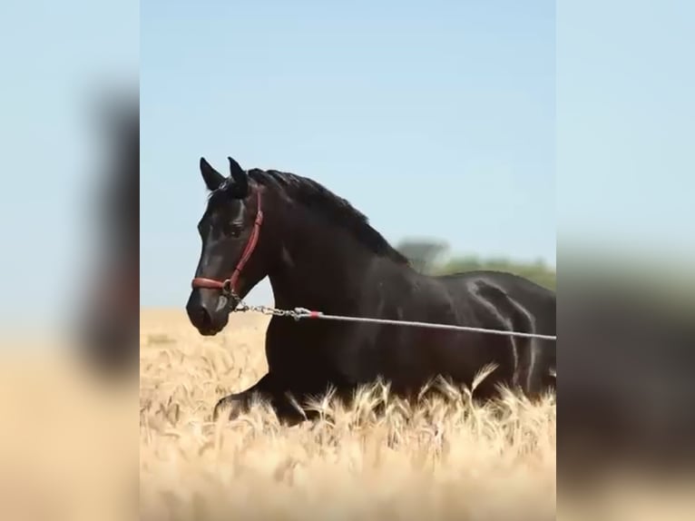 PRE Étalon 2 Ans 166 cm Noir in Betera