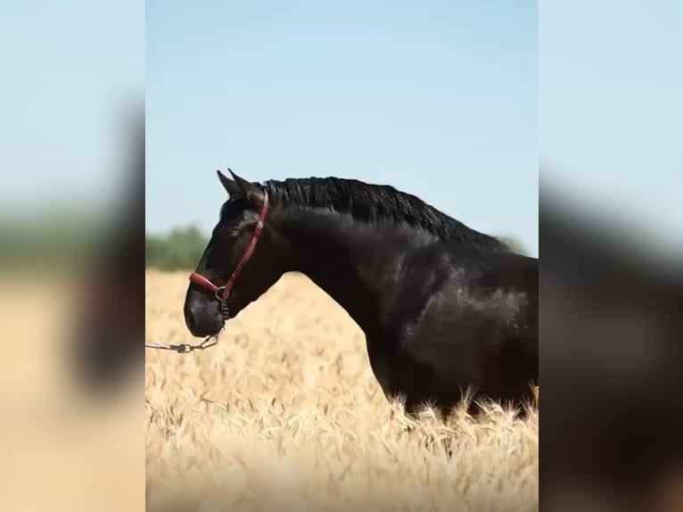 PRE Étalon 2 Ans 166 cm Noir in Betera